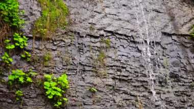 Su yeşil yosunlarla birlikte koyu ıslak kaya boyunca akıyor. Doğa için arka plan dekorasyon videosu 