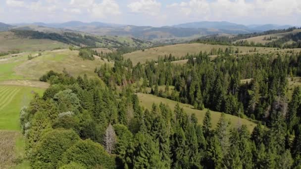 Panorama de paisaje de montaña cima de bosque de abeto verde denso en pendientes vista aérea del dron se enciende en verano al amanecer y el cielo azul, nubes. Bosque de coníferas en las montañas. — Vídeos de Stock