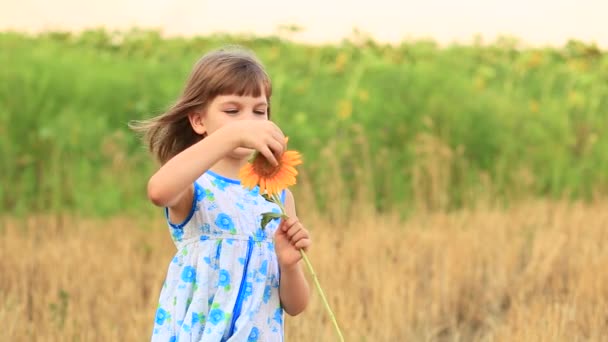 Bambina strappando petali di girasole all'aperto nel campo estivo. — Video Stock