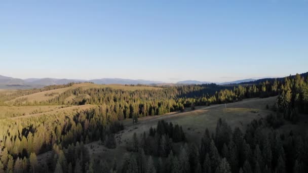 Panorama of mountain landscape top of dense green spruce forest on slopes aerial view of drone turn on in summer at sunrise and blue sky, clouds. Coniferous forest in mountains. — Stock Video
