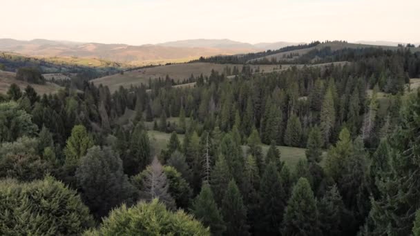 Vue aérienne vers le bas de la forêt d'épinettes vertes et de pins en montagne — Video