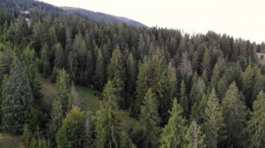 Dağlardaki yeşil ladin ve çam ormanlarının aşağı doğru uçuşu