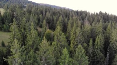 Dağlardaki yeşil ladin ve çam ormanlarının aşağı doğru uçuşu