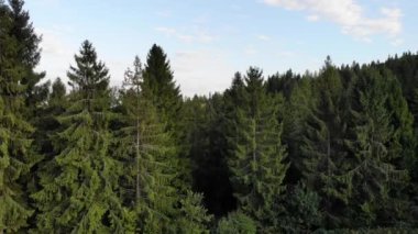 Dağlardaki çam ağaçlarının üzerinden uçan hava