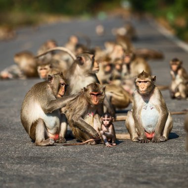 Küçük maymunların, tropikal ormanların, Tayland 'ın günlük yaşamları.