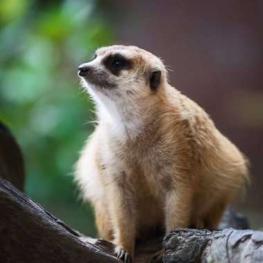 Mirket yaklaşan tehlikeleri izliyor..