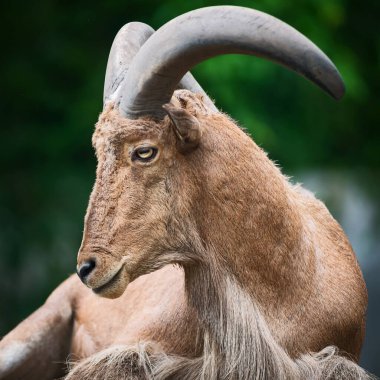 Berduş koyunlar tahta zeminde uyurlar.