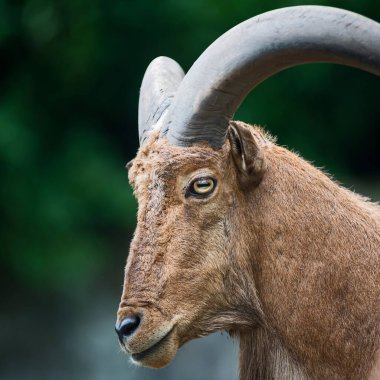 Berduş koyunlar tahta zeminde uyurlar.