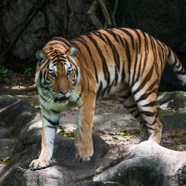 Tigre Rampe Vers Proie Pour Chasser Nourriture — Photo