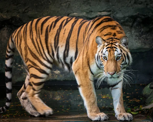 Tigre Rôde Pour Nourrir Dans Forêt Animal Sauvage Dans Nature — Photo