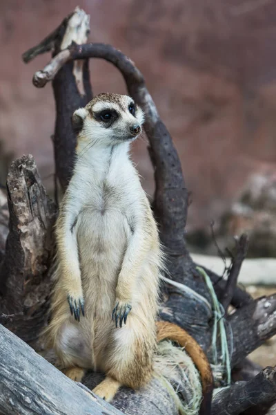 Meerkat Figyeli Közelgő Veszélyeket — Stock Fotó