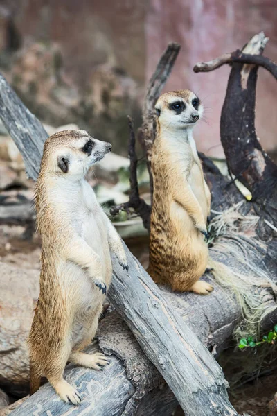 Meerkat Figyeli Közelgő Veszélyeket — Stock Fotó