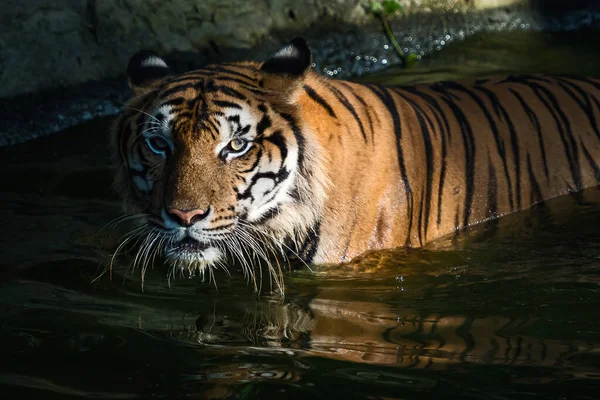 Tigre Ficou Lagoa Olhou Algo Seriamente — Fotografia de Stock