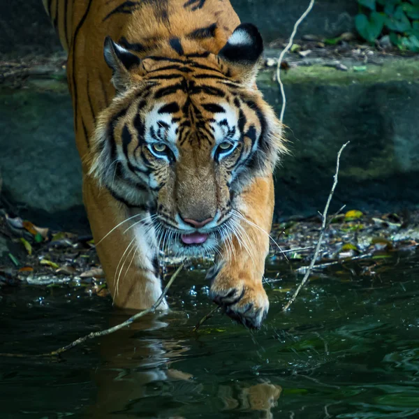 Tigre Ficou Lagoa Olhou Algo Seriamente Panthera Tigris Corbetti Habitat — Fotografia de Stock