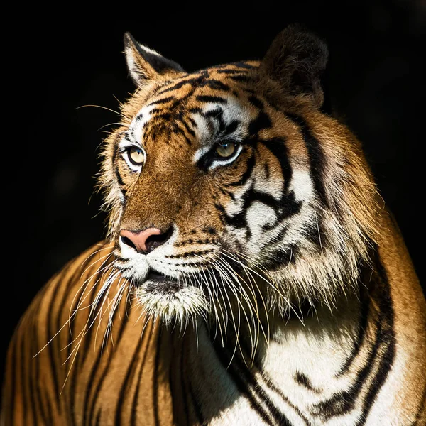 Κοντινό Πλάνο Του Προσώπου Μιας Τίγρης — Φωτογραφία Αρχείου
