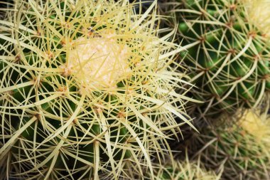 Uzun dikenli kaktüsleri kapatın.