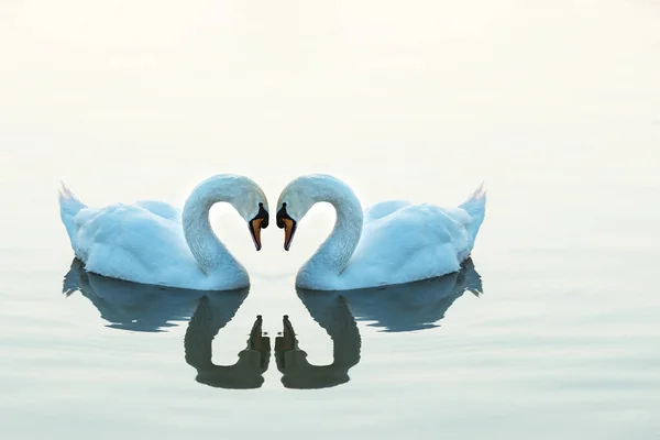 Dos Cisnes Uno Frente Otro Forma Corazón — Foto de Stock