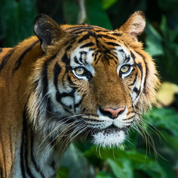 Gros Plan Visage Tigre Panthera Tigris Corbetti — Photo