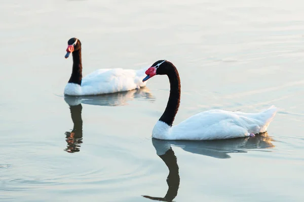 Black Necked Swan Cygnus Melancoryphus Also Known Black Necked Swan — Stock Photo, Image