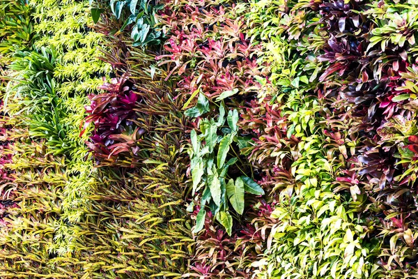 Beautiful nature background of vertical garden with tropical green lea