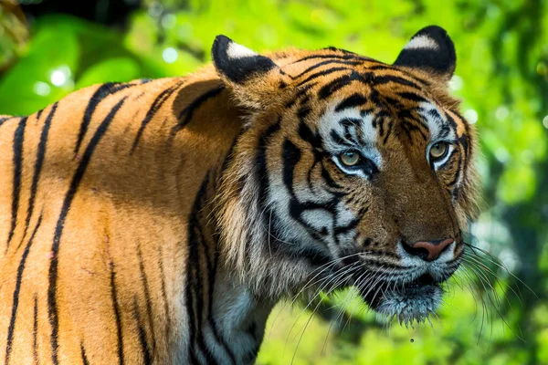 Tigre Tient Regarder Quelque Chose Avec Intérêt Panthera Tigris Corbetti — Photo