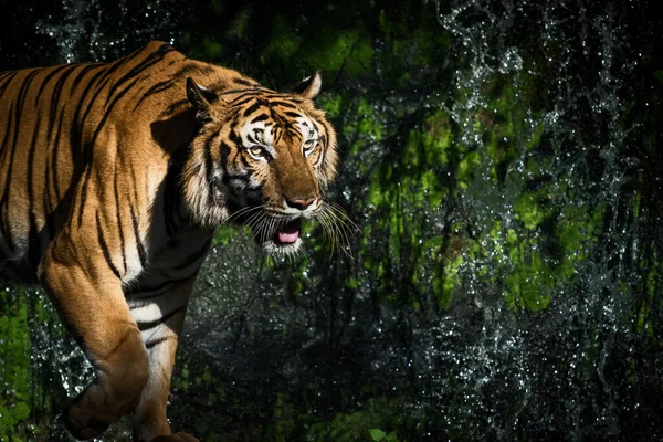 Jonge Tijger Kruipt Naar Prooi Wild Dier Natuur — Stockfoto