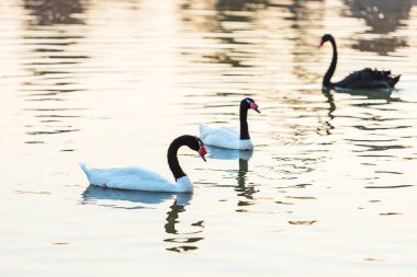 Siyah boyunlu kuğu ya da Kuğu melankolifi olarak da bilinir, siyah boyunlu kuğu, siyah başlı ve boyunlu, beyaz gövdeli. Vahşi hayvanlar.