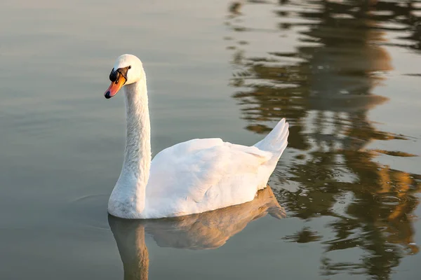 Swans Swim Morning — Stock Photo, Image