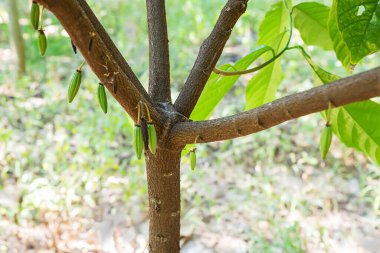 Büyüyen kakaonun çiftçilere teslim olacak kakaonun doğası (jorquette) adı verilen beş dalı vardır..