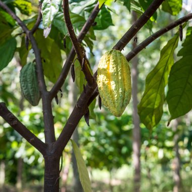 Sarı ve ağaçta yeşil kakao meyvesi, çiğ kakao çekirdekleri, ağaçta kakao kabuğu.