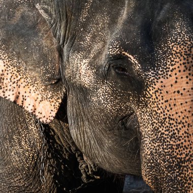 Hint filinin yakın plan portresi (Elephas maximus indicus). Kahverengi göz, pörsümüş deri ve gri noktalar..