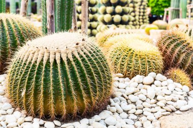 Kapatın güzel tropikal kaktüs bahçesi, Tayland