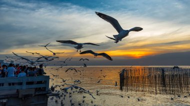 Bang Pu. Tayland. 19 Aralık - 2020: Bang Pu 'da insanlar gün batımını izledi, bir sürü martı uçuyor, dinlenme merkezi, Tayland.