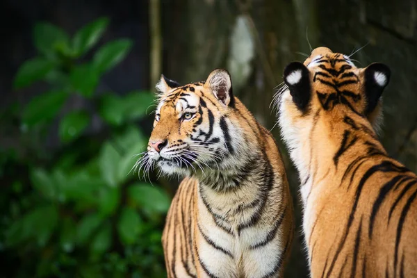 两只老虎站在那里饶有兴趣地看着什么东西 — 图库照片