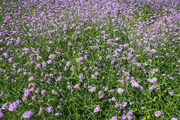 Kvetoucí Verbena Pole Fialová Květina Význam Této Květiny Štěstí Každého — Stock fotografie