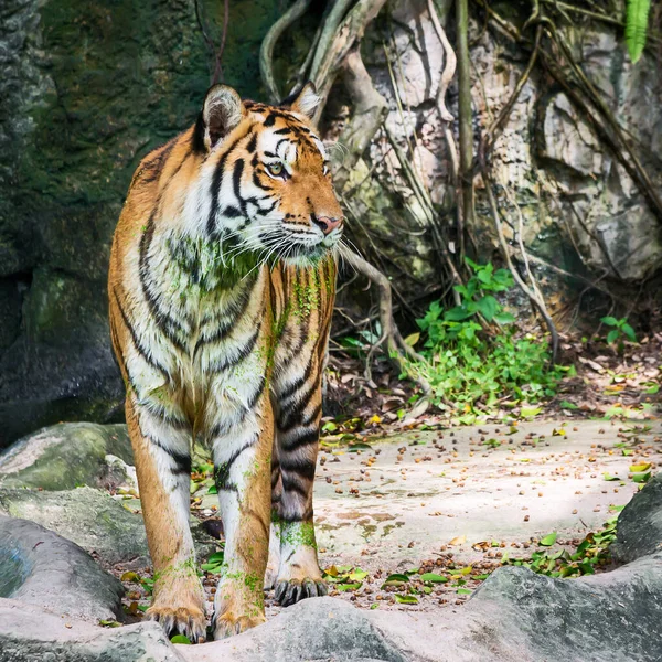 Der Tiger Kam Aus Dem Brunnen Der Körper War Voller — Stockfoto