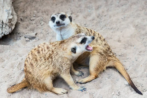 Meerkat Obserwuje Zbliżające Się Niebezpieczeństwa — Zdjęcie stockowe