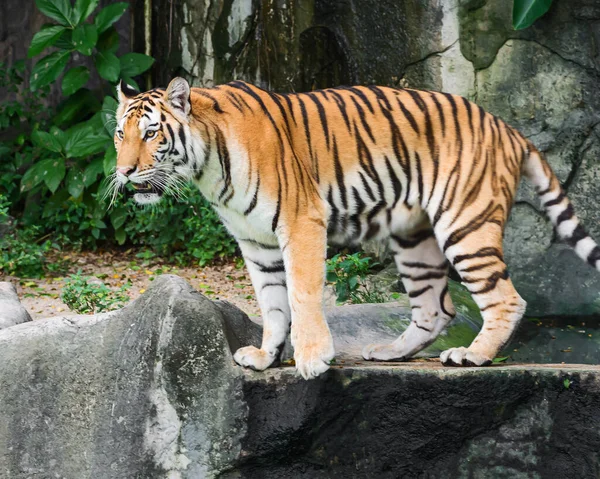 Młode Tygrysy Szukają Ofiary — Zdjęcie stockowe