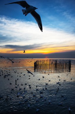 Birçok martı Tayland 'ın Bang Pu' sunda akşam gökyüzünde uçar..