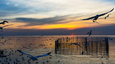 Birçok martı Tayland 'ın Bang Pu' sunda akşam gökyüzünde uçar..