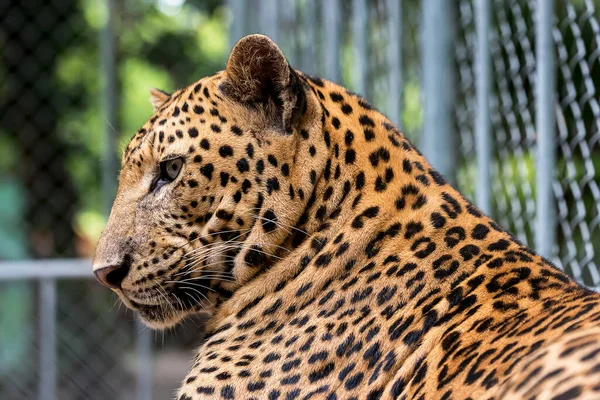 Leopardo Che Riposa Durante Giorno Uno Zoo — Foto Stock