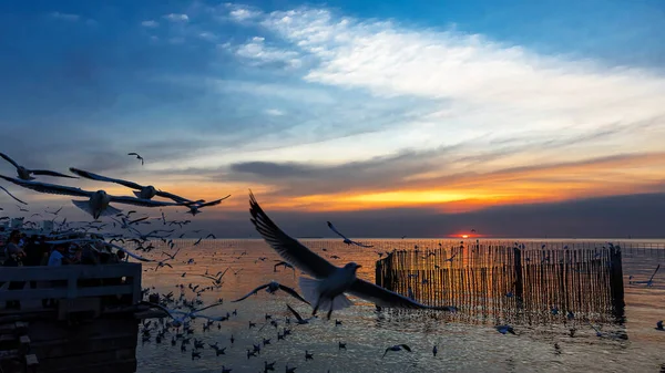 Bang Thailand December 2020 People Watched Sunset Bang Lots Seagulls — Stock Photo, Image