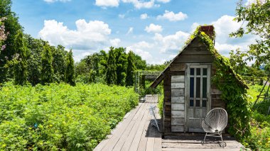 Kozmos 'u ya da Meksika Aster çiçek bahçesini görmek için ahşap yol