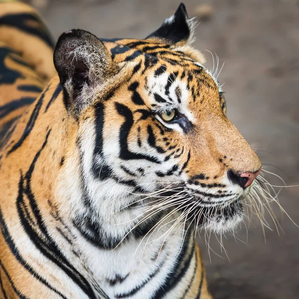 Close Van Het Gezicht Van Een Tijger — Stockfoto