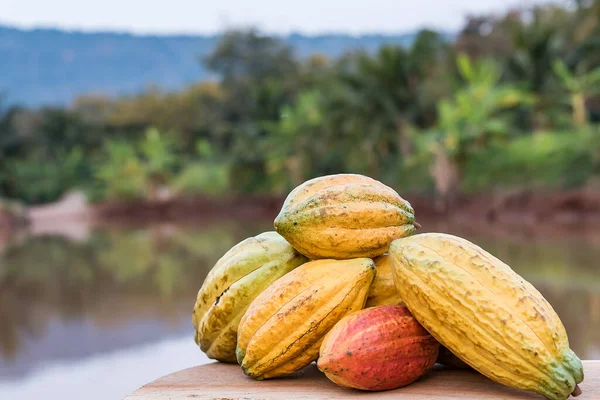 Ein Großer Haufen Bunter Kakaoschoten Criollo Forastero Trinitario Verschiedene Arten — Stockfoto