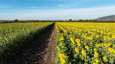 Büyük parlak sarı ayçiçekleri. Doğal ürünlerin bolluğu