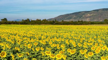 Büyük parlak sarı ayçiçekleri. Doğal ürünlerin bolluğu