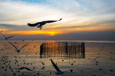 Birçok martı Tayland 'ın Bang Pu' sunda akşam gökyüzünde uçar..