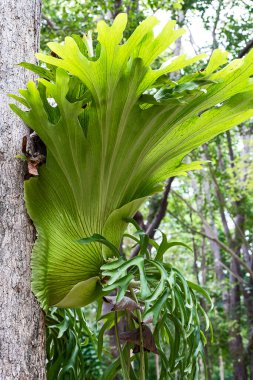 Platycerium superbum (yaygın olarak staghorn eğreltiotu olarak bilinir), eğreltiotunun bir platin türüdür.)