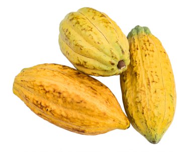 Beyaz arka planda izole edilmiş taze üç kakao kabuğu..